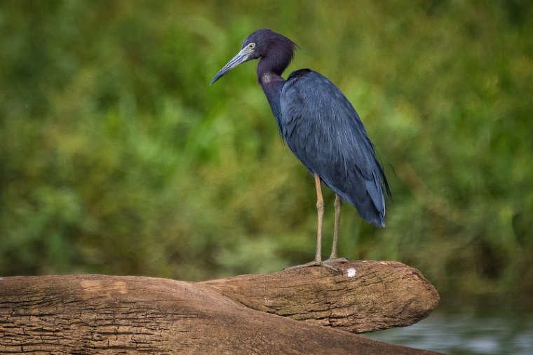 081 Tarcoles, kleine blauwe reiger.jpg